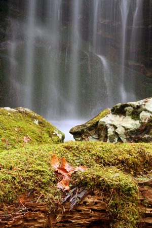 Pine Ridge Falls Moss